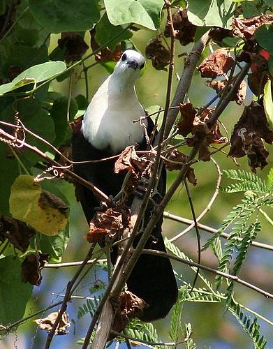 White-throated ground dove